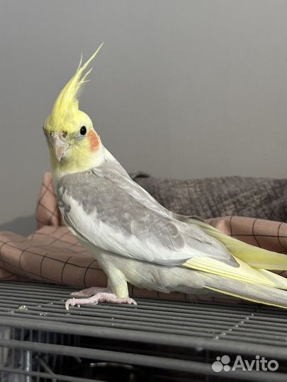 Попугай корелла с клеткой