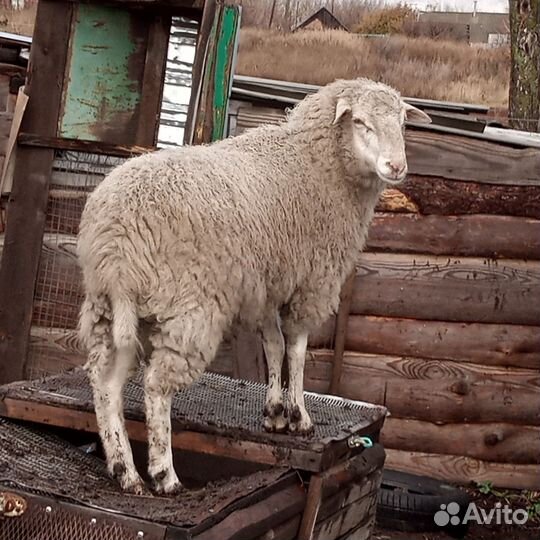 Баран дорпер