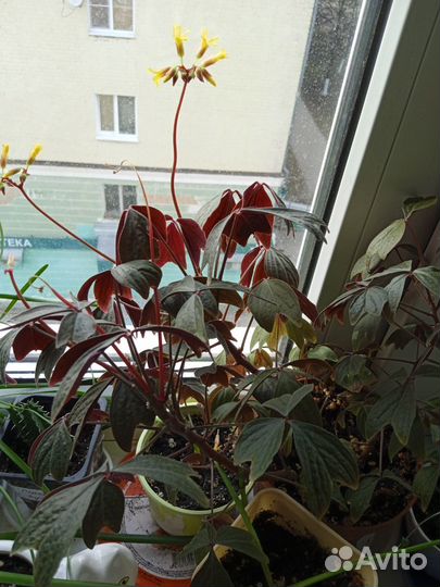 Оксалис(кислица) Ортгиса- Oxalis Ortgiesii Redel