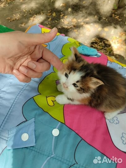 Кошка в дар