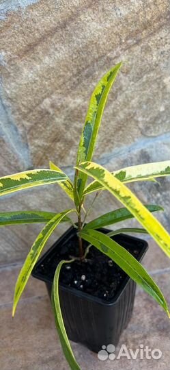 Фикус али амстел голд