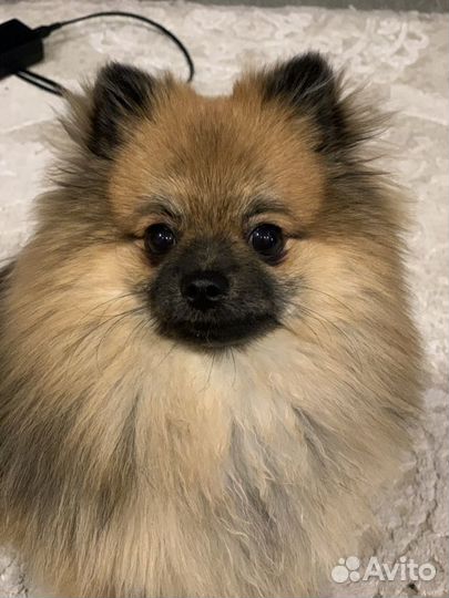 Померанский шпиц вязка кобель