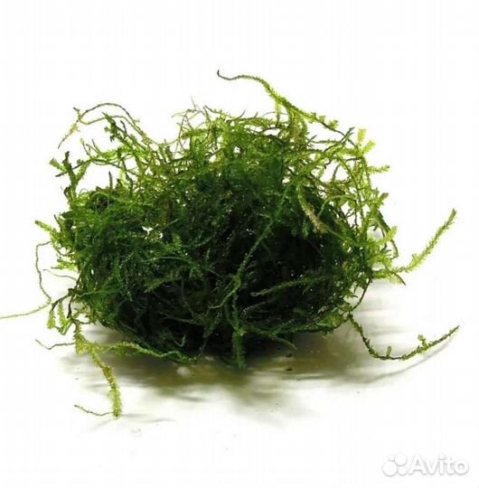 Яванский мох для аквариума с рыбками или креветкам