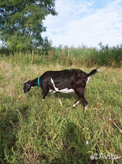 Коза дойная Ламанча