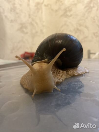 Улитка ахатина