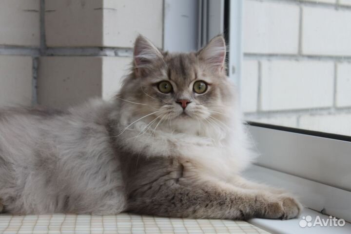 Британская кошка