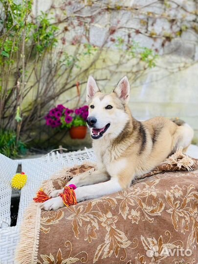 Собака год умная помесь лайка