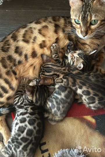 Бенгальская