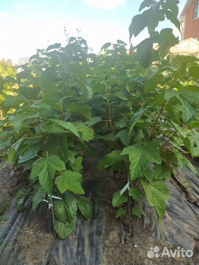 Саженцы смородины, винограда