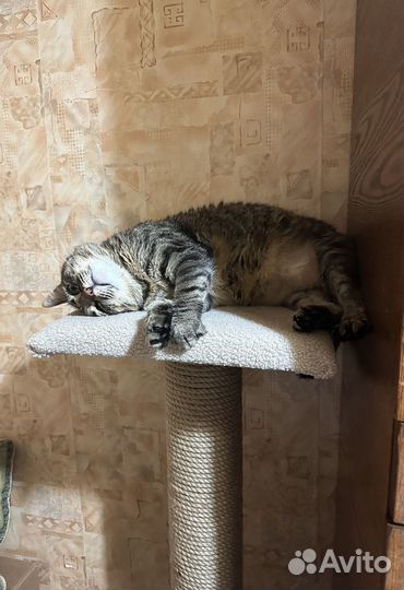 Когтеточка столбик для кошки 90см