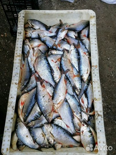 Свежая рыба