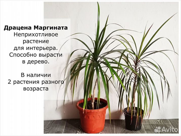 Цветы домашние декоративные. Цены разные