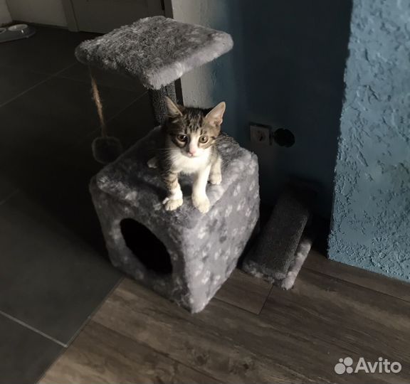 Отдам в хорошие руки котенка