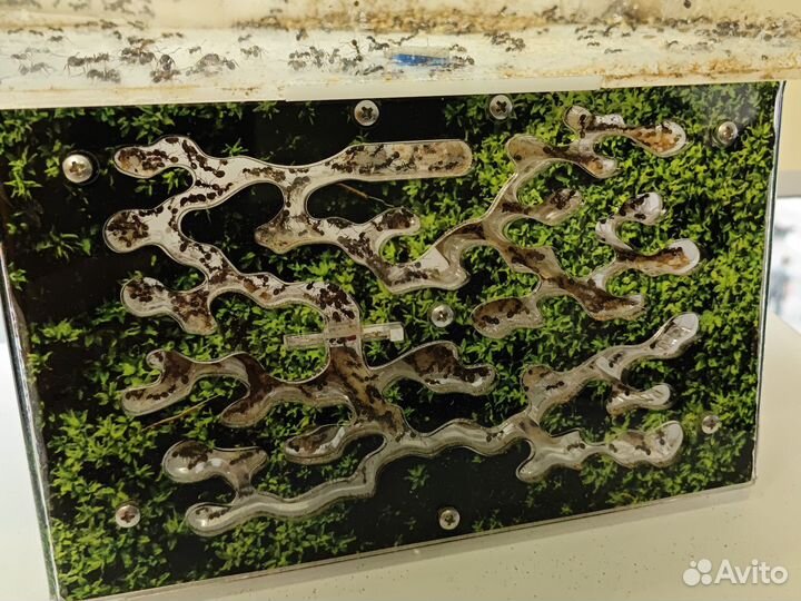 Муравьиная ферма с муравьями antplanet жнецы