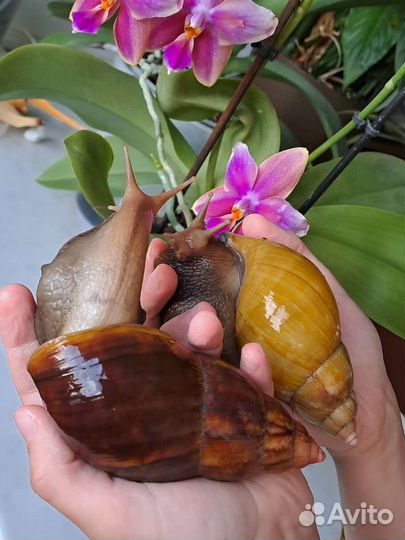 Улитки Ахатины