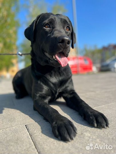 Лабрадор