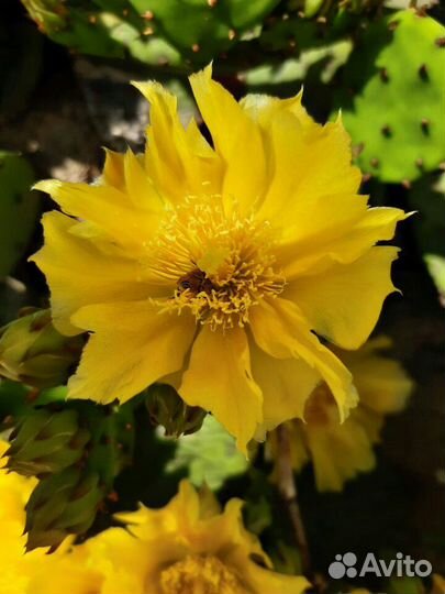 Ростки кактуса (Опунция)