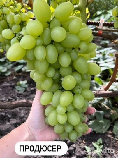 Виноград сортовой