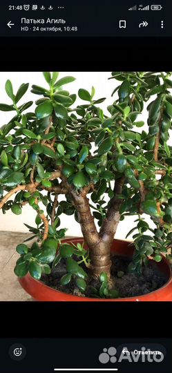 Денежное дерево, толстянка