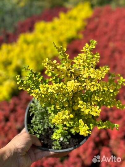 Саженцы барбариса