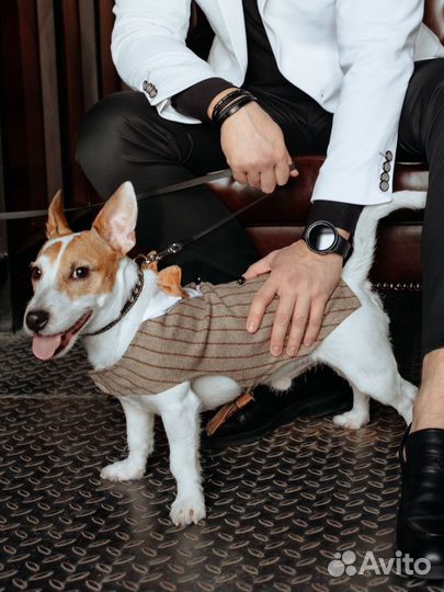 Вязка кобель джек рассел терьер