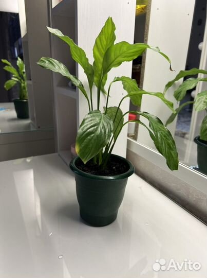 Спатифиллум отростки