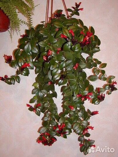 Эсхинантус