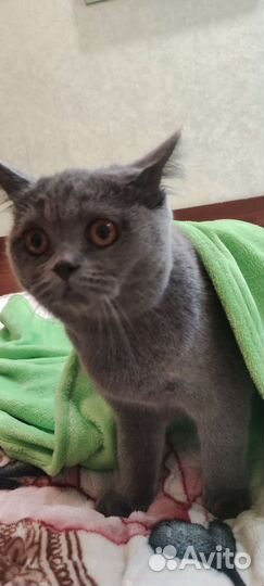 Британская кошка