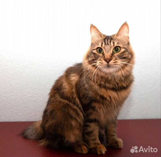 Молодая кошечка Курильский бобтейл