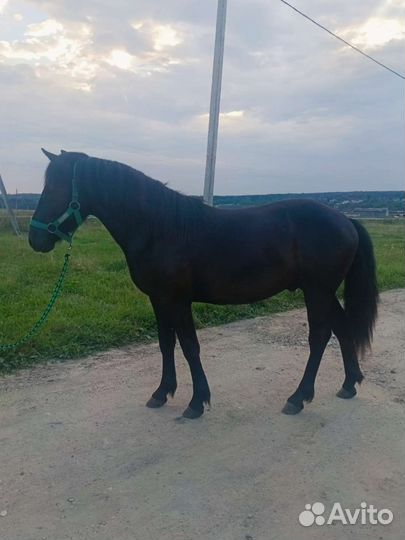 Мерин на продажу