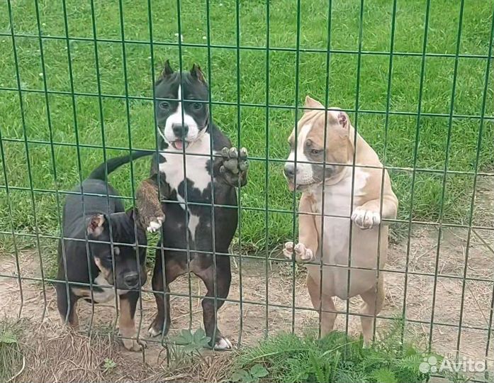 Американский булли