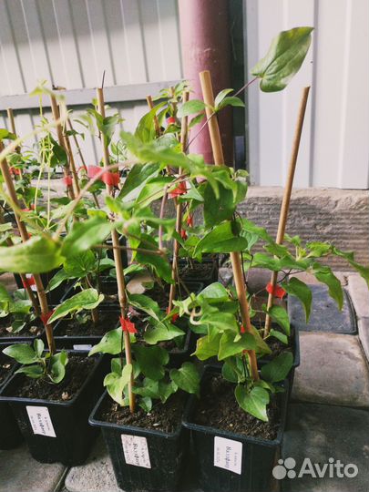 Клематис Вайлдфаер