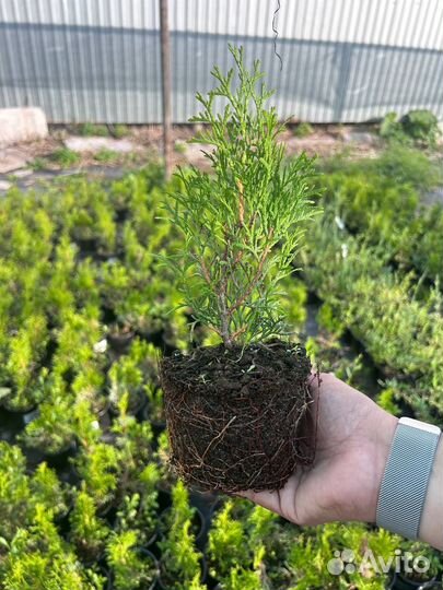 Туя западная Смарагд