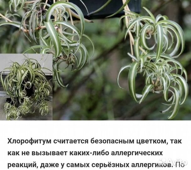 Хлорофитум кучерявый