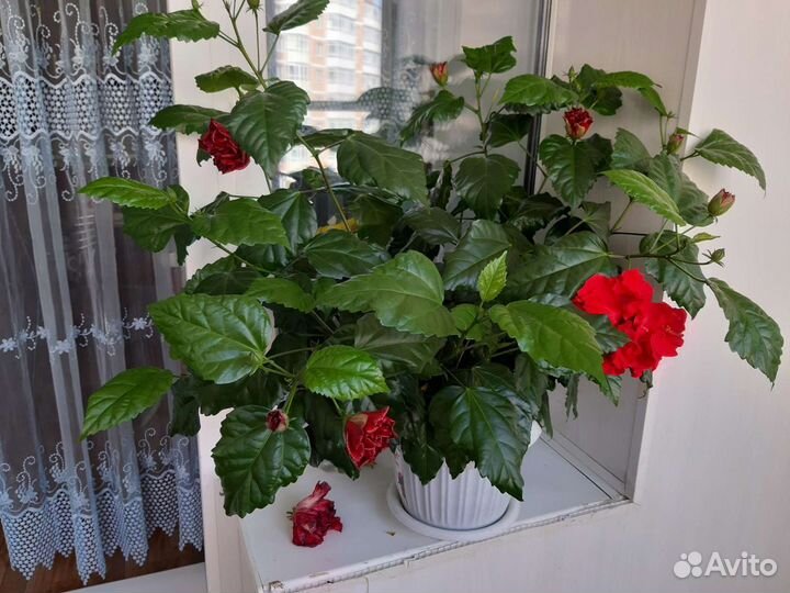 Китайская роза