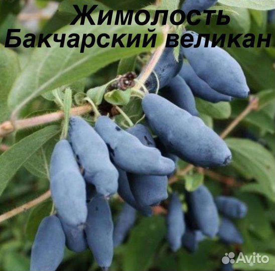 Жимолость съедобная