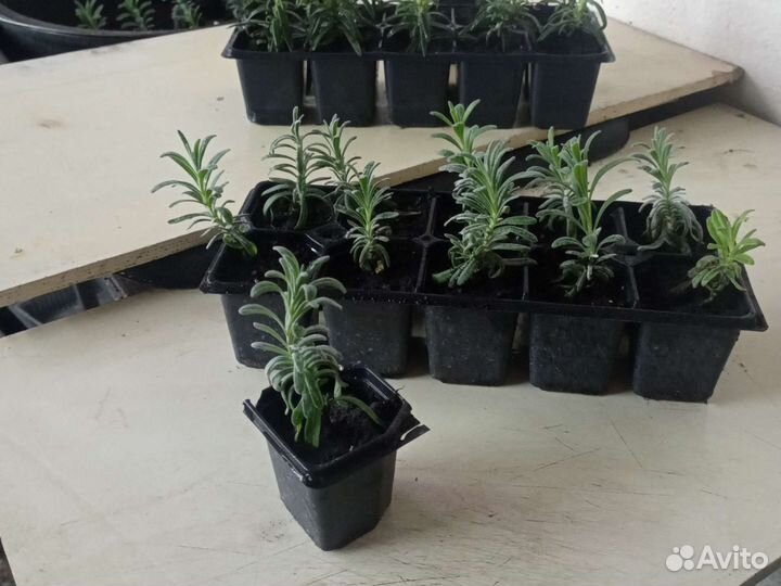 Розмарин, Лаванда