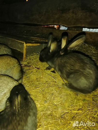 Кролики молодняк