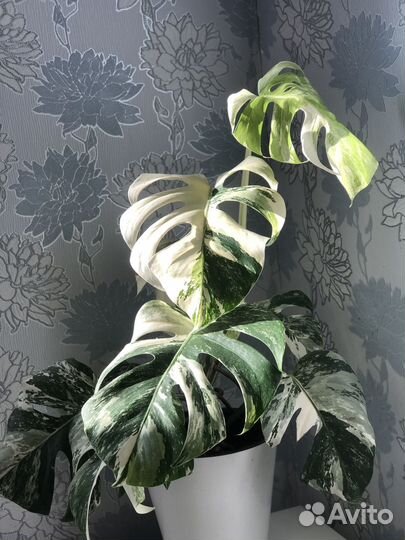 Монстера Альба