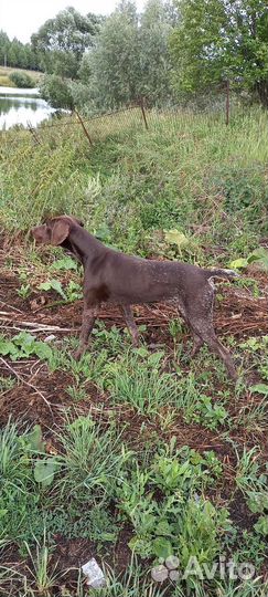 Курцхаар вязка