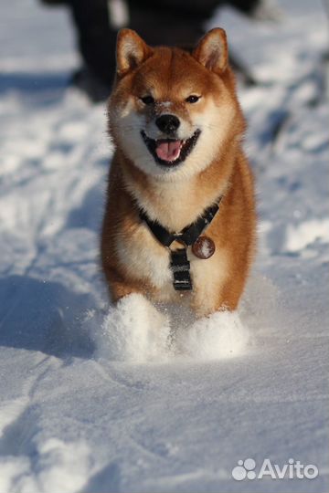 Фотограф анималист