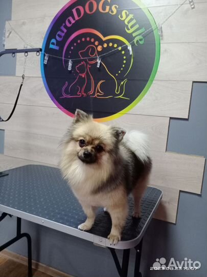 Стрижка собак и кошек/Груминг