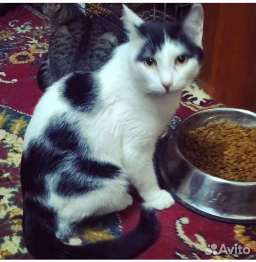 Котик Бублик