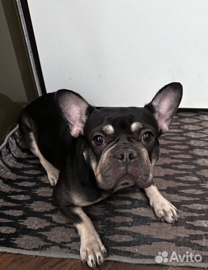 Французский бульдог