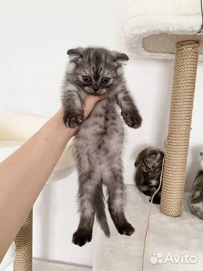 Котята шотландцы вислоухие