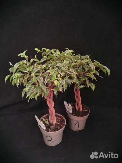 Фикус экзотика косичка 12/40