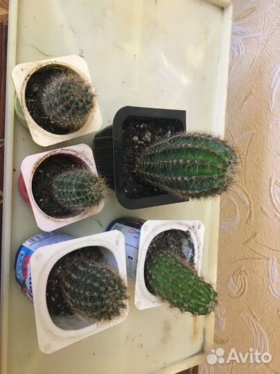 Кактусы цветущие