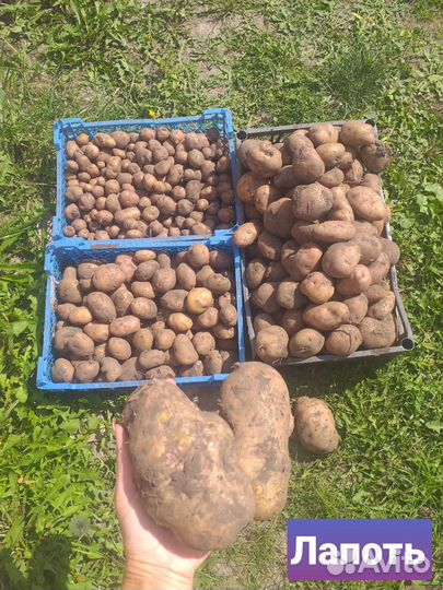 Семенной картофель Лапоть,Банан, Сарпо Мира