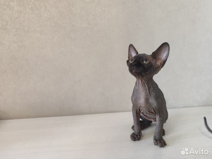 Котята канадского сфинкса