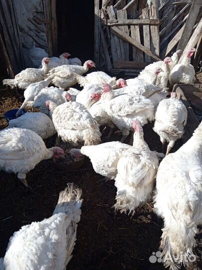 Мясо домашней индейки